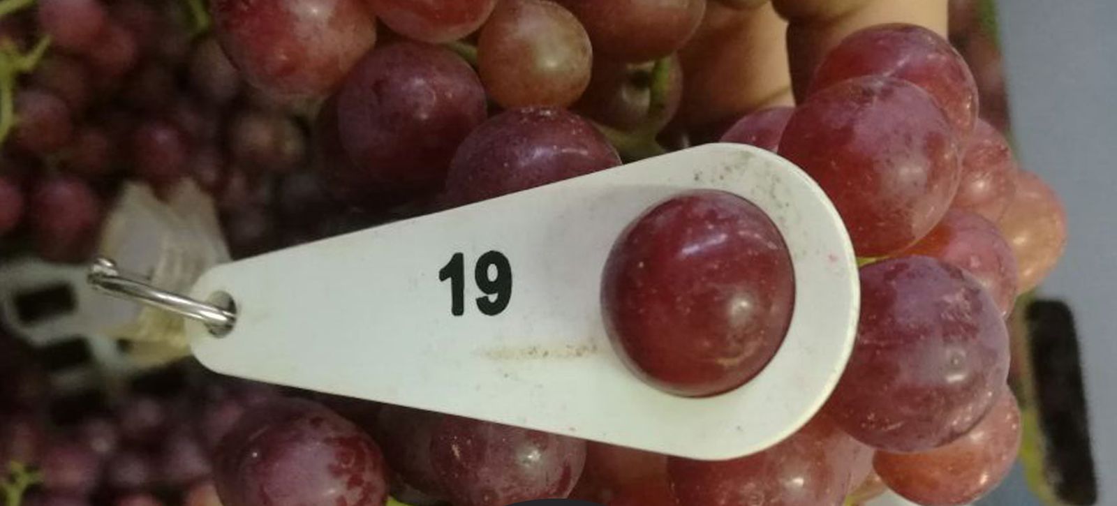 Grading: 19 mm berry on the caliper
