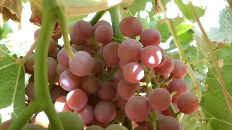 Grapes