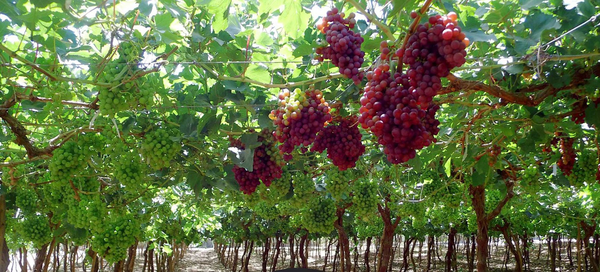 Red table grapes ripening under the canopy at the Mazeed vineyard in Minya