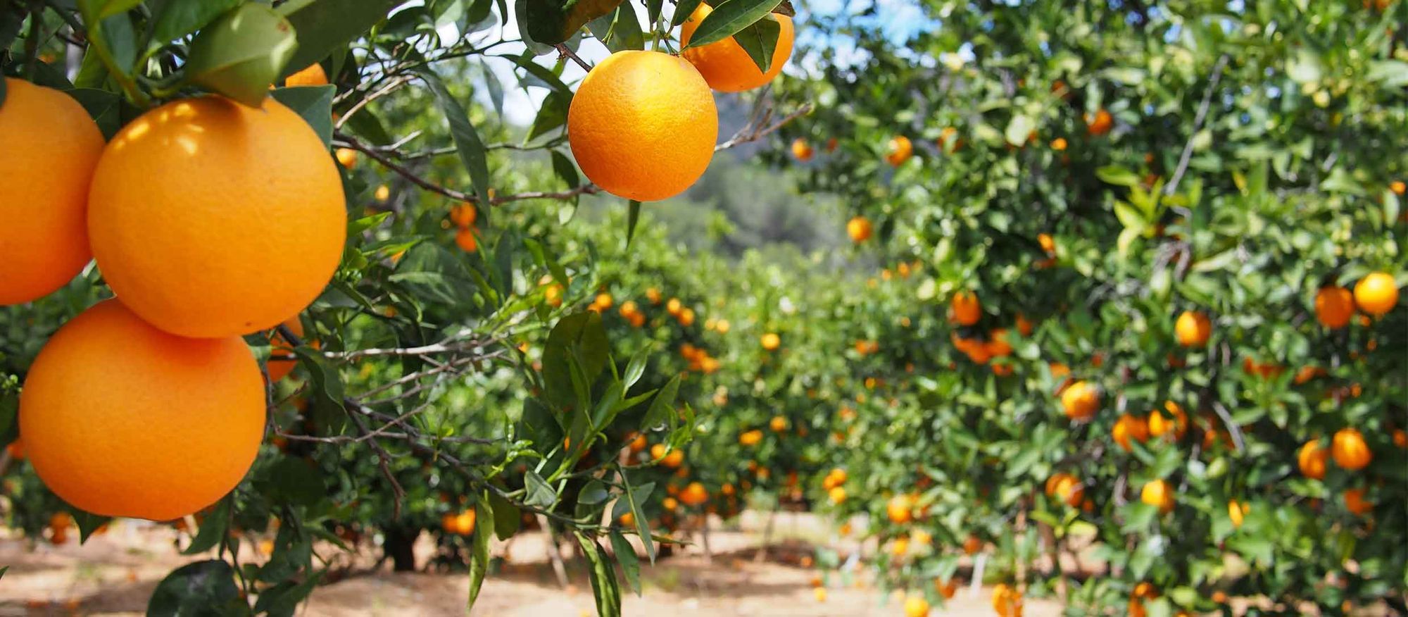 Oranges