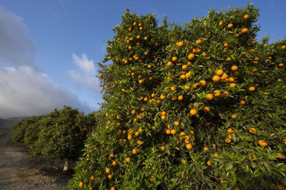 Orange trees