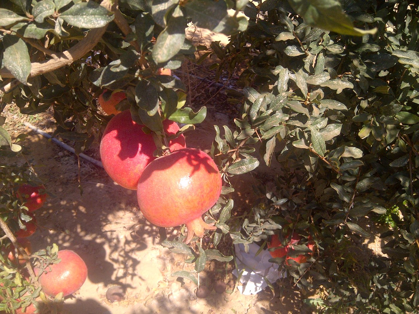 Ripening on the tree in Minya