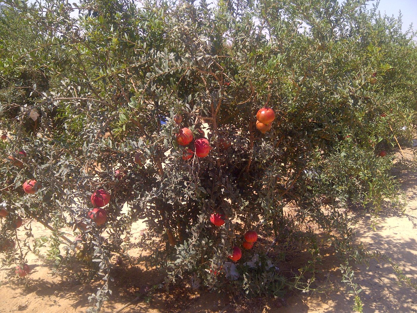 Pomegranate trees in fruit on the Mazeed farm, Minya