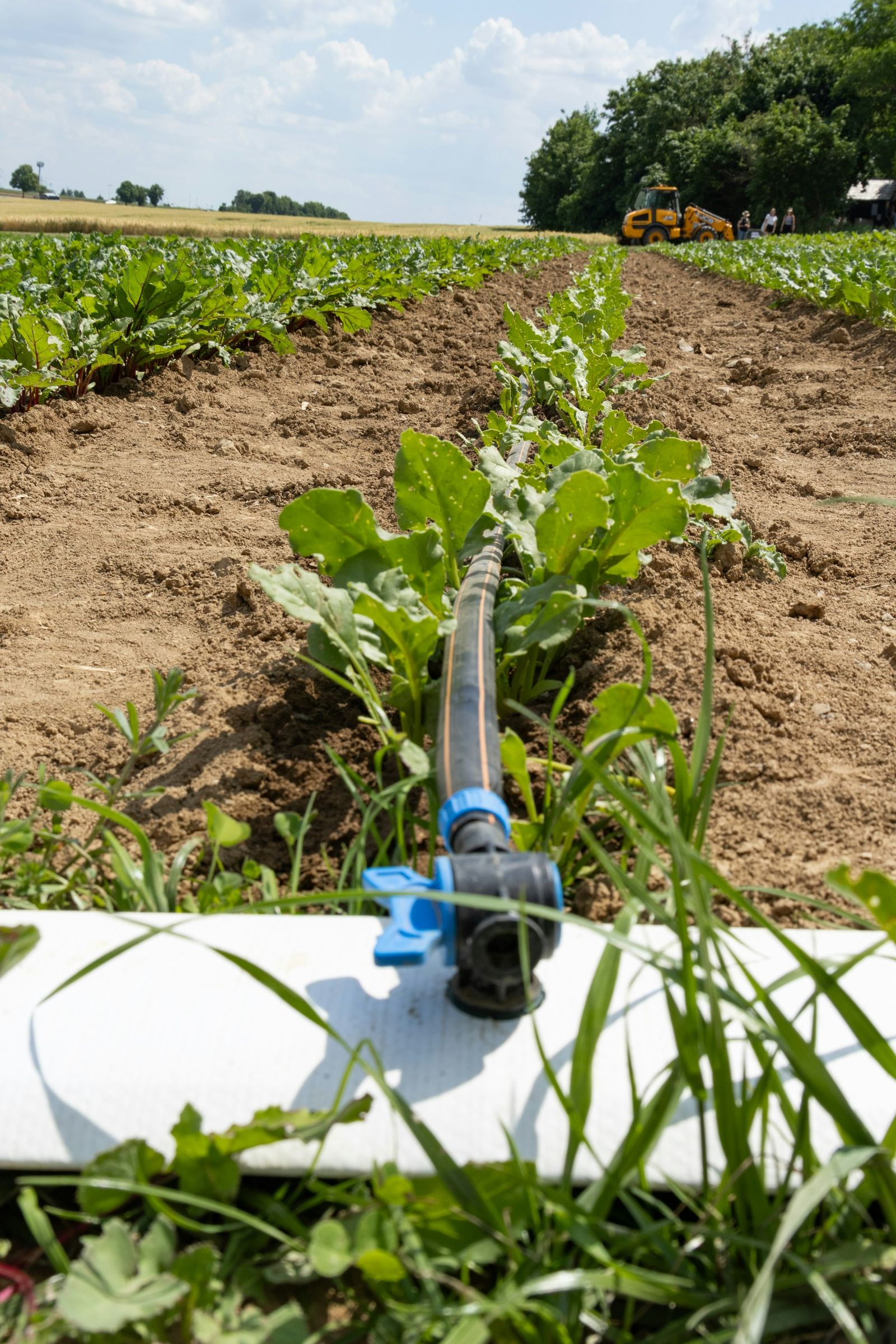 Drip irrigation tape in crop rows