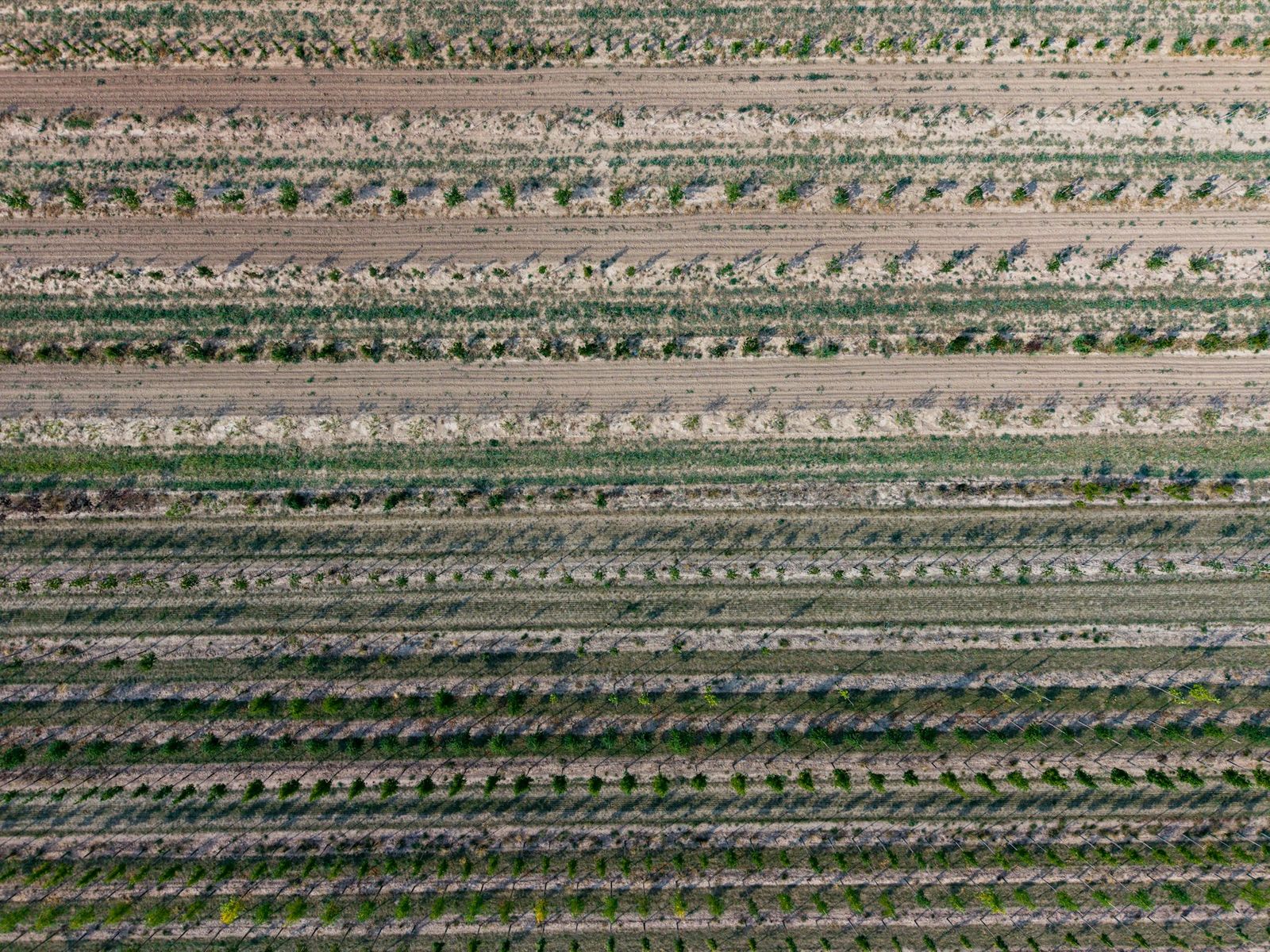 Rows of young trees in an arid orchard, seen from above