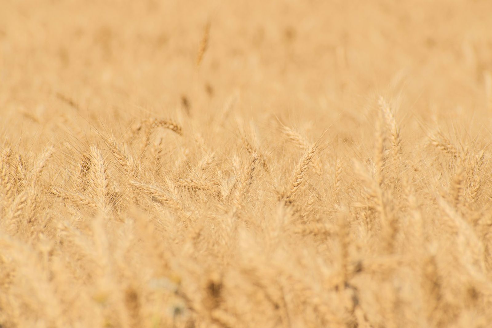 A field of golden wheat