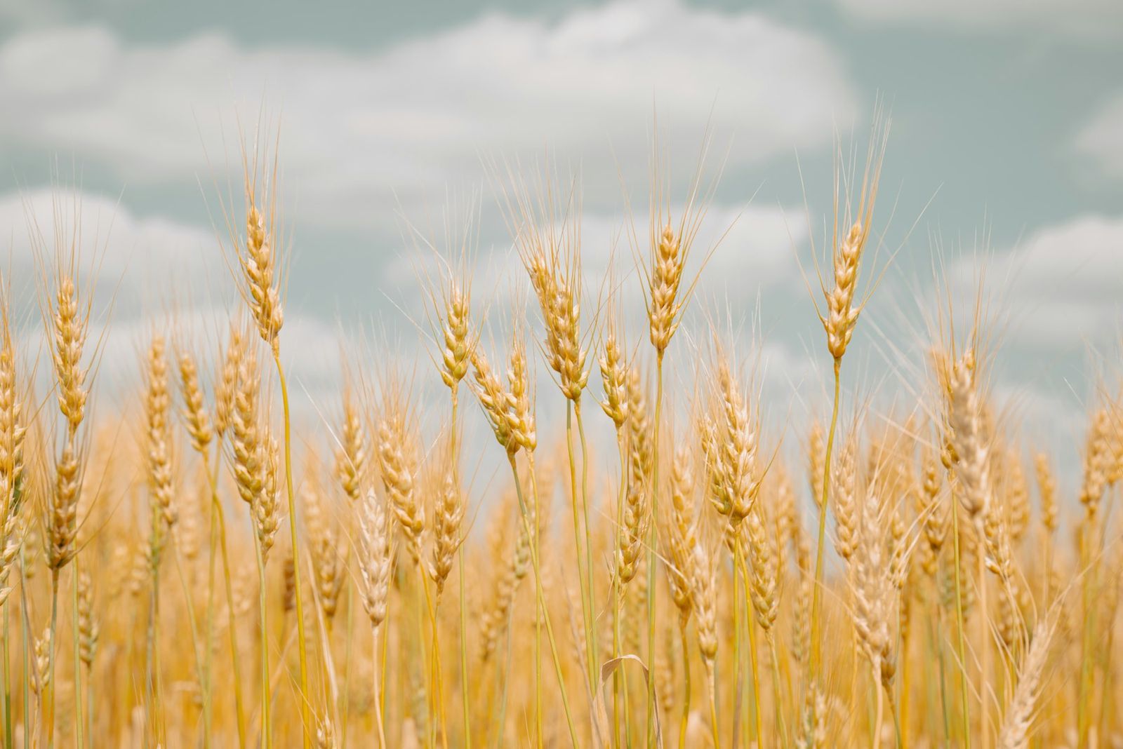 Wheat stalks against the sky
