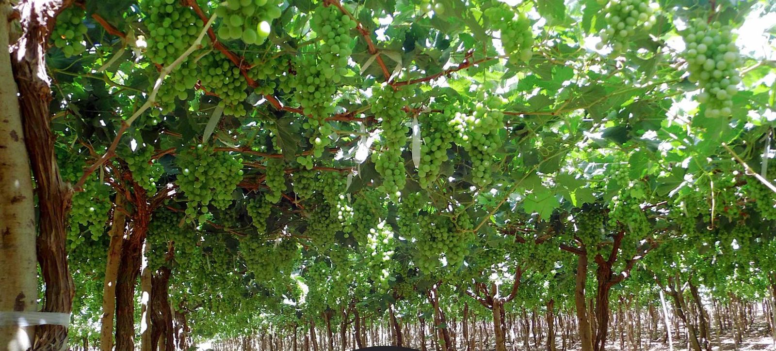 Green seedless grapes on the vine