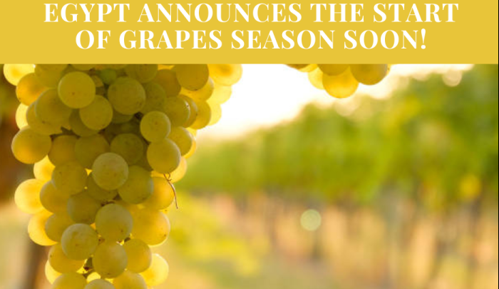 Egypt Announces The Start Of Grapes Season Soon!